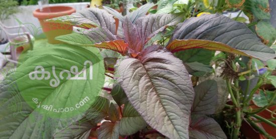 Amaranth seeds 